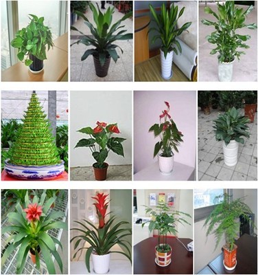 深圳綠植生態管家 盆景、盆栽、花卉租擺與全周期養護服務