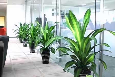 北京辦公室綠植租賃 專業養護，綠色辦公新體驗
